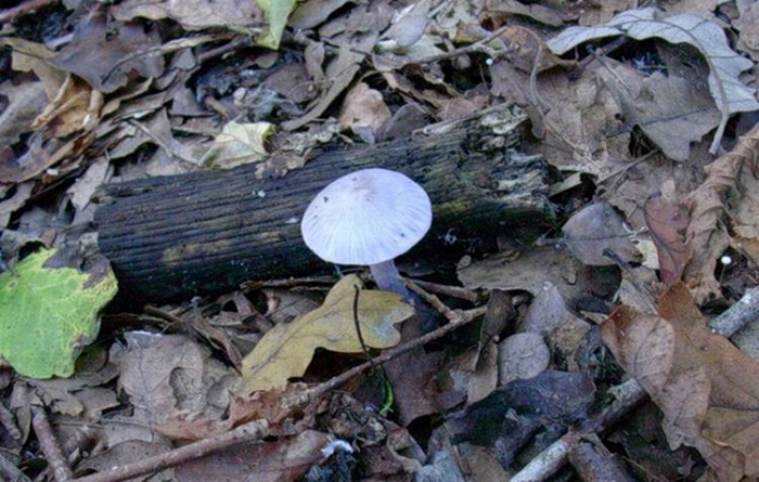 822 Ottobre vecchio ritrovamento